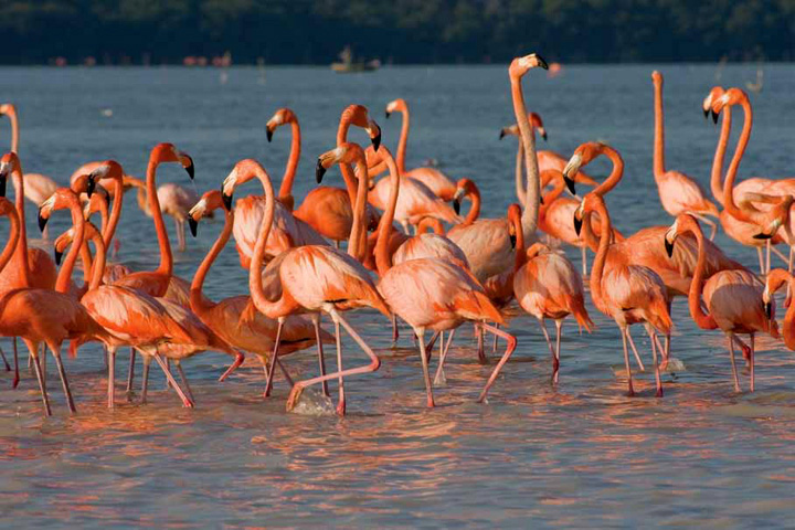 Flora y Fauna