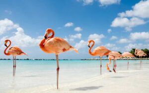 flamingo-beach-aruba-FLAM0517-b2f4c8163f154fbab2aea7b2d3139ae1